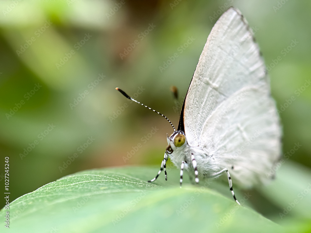 Close up of small butterfly (Hypolycaena erylus) Close up of small butterfly (Hypolycaena erylus)