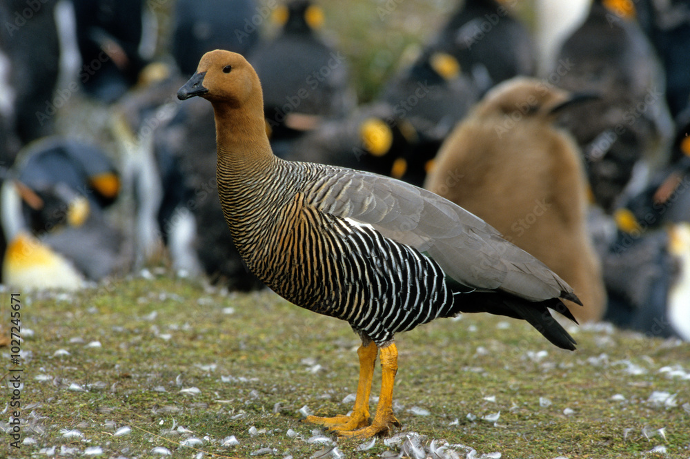 Fototapeta premium Ouette de Magellan, oie de Magellan, Bernache de Magellan, femelle ,.Chloephaga picta, Upland Goose, Iles Falkland, Malouines