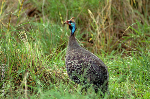 Pintade de Numidie,.Numida meleagris, Helmeted Guineafow, Parc national de Samburu, Kenya photo