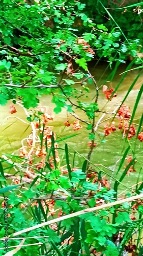 Río Tajuña