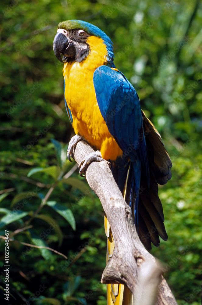 Ara bleu, Ara ararauna, Blue and yellow Macaw, Amazonie, Tambopata, Perou Ara bleu, Ara ararauna, Blue and yellow Macaw, Amazonie, Tambopata, Perou