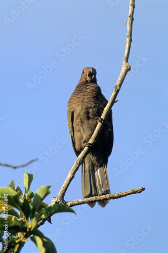 Pérroquet noir des Seychelles ,  Vasa des SeychellesSeychelles Black Parrot, photo