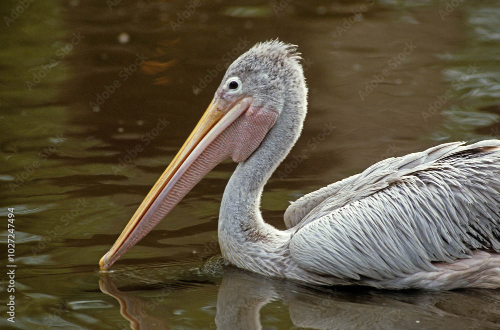 Pélican frisé,.Pelecanus crispus, Dalmatian Pelican Pélican frisé,.Pelecanus crispus, Dalmatian Pelican