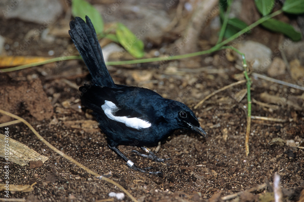 Pie des Seychelles, Shama des Seychelles, Copsychus sechellarum, Seychelles Magpie Robin , Réserve Ile Cousin,.Seychelles Pie des Seychelles, Shama des Seychelles, Copsychus sechellarum, Seychelles Magpie Robin , Réserve Ile Cousin,.Seychelles