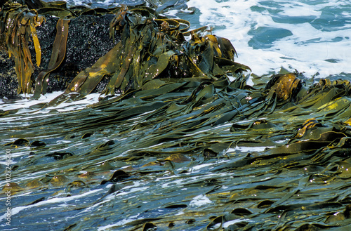 Algue géante, Mycrocystis pyrifera, Iles Falkland, Malouines photo