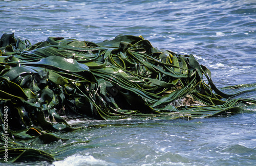 Algue géante, Mycrocystis pyrifera, Iles Falkland, Malouines photo