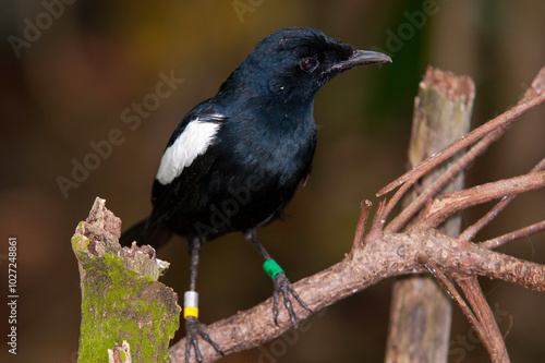 Pie des Seychelles, Shama des Seychelles, Copsychus sechellarum, Seychelles Magpie Robin , Réserve Ile Cousin,.Seychelles photo