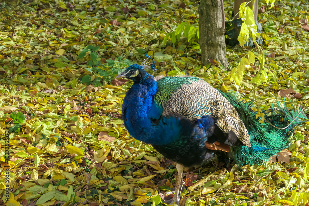 Obraz premium Magnificent peacock head with its feathers fully displayed in Schloss Eggenberg, Graz. Crest is raised with colors of iridescent blues, greens, and golds, with intricate patterns. Wildlife watching