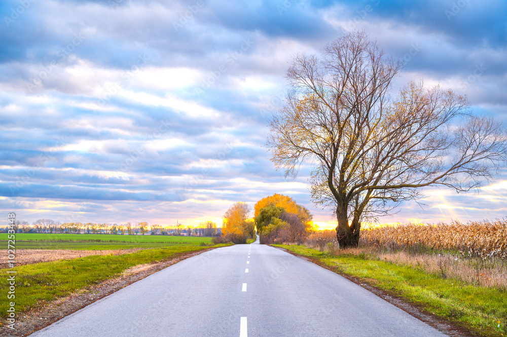 Fototapeta premium Rural road stretching into the horizon, framed by vibrant autumn trees and expansive fields. Perfect for travel, nature, and scenic landscape themes. Autumn mood for travel.