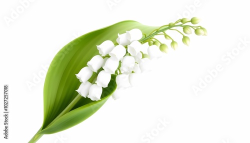 Lily of the Valley: Top View Full Length