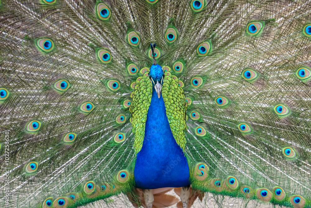 Obraz premium Magnificent peacock with its feathers fully displayed in a vibrant fan. Plumage is a stunning array of iridescent blues, greens, and golds, with intricate patterns of eyespots. Schloss Eggenberg, Graz