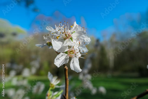 Close-up of a plum tree with many white flowers. Branches are covered in vibrant blossoms. Stunning display of color against blue sky. Beauty and fleeting nature of spring. Renewal and growth concept photo