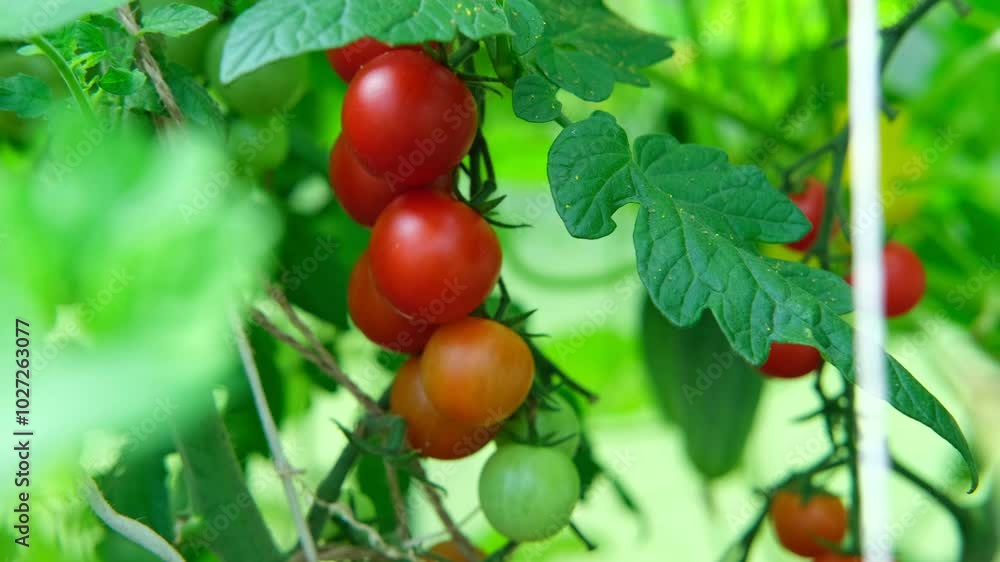 Fresh green and red tomatoes growing and ripening on a vine. Close-up view of tomato plant with juicy tomato cluster. Homegrown healthy food. Gardening, control examining harvesting of organic produce Fresh green and red tomatoes growing and ripening on a vine. Close-up view of tomato plant with juicy tomato cluster. Homegrown healthy food. Gardening, control examining harvesting of organic produce