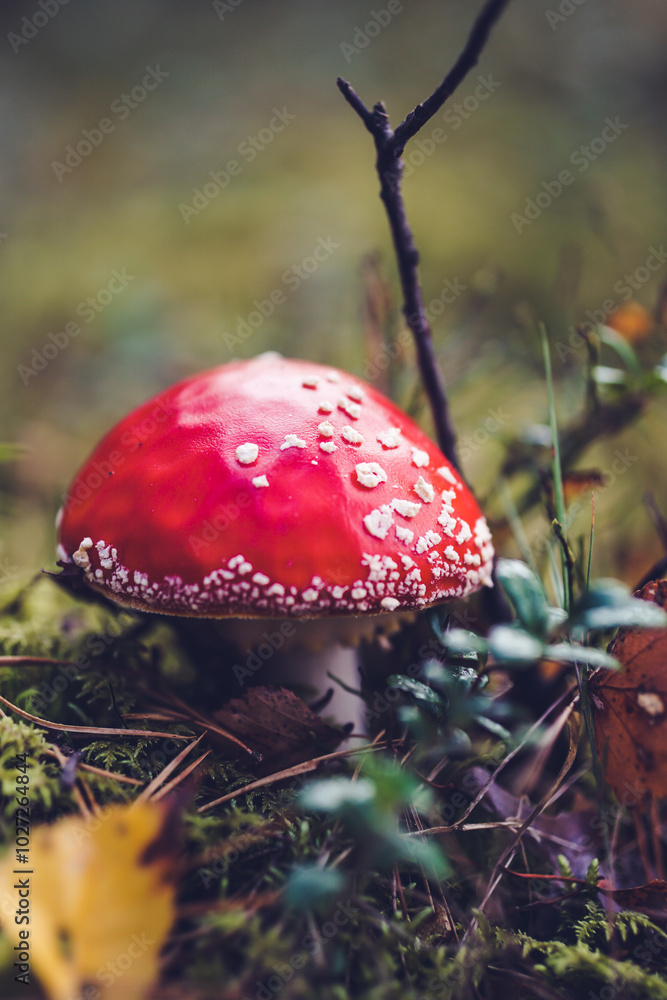 Bright red Amanita mushroom, also known as fly agaric, standing out against a lush forest floor, dotted with white specks on its cap. Bright red Amanita mushroom, also known as fly agaric, standing out against a lush forest floor, dotted with white specks on its cap.