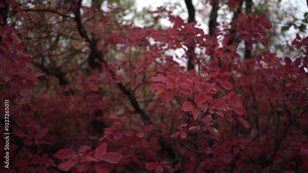 Nature’s Autumn Palette: Red Leaves. Brilliant Red Foliage in the Fall Woods Nature’s Autumn Palette: Red Leaves. Brilliant Red Foliage in the Fall Woods