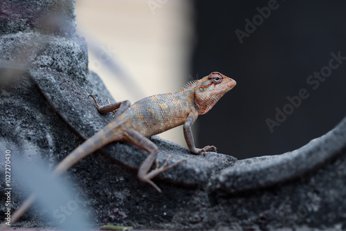 Oriental garden lizard photo