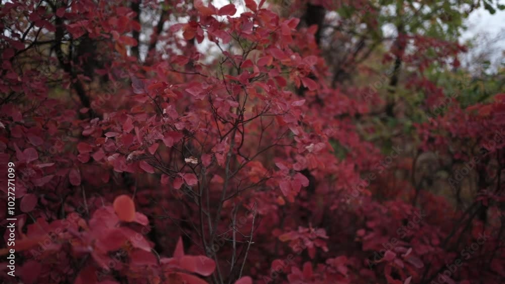 Nature’s Autumn Palette: Red Leaves. Brilliant Red Foliage in the Fall Woods Nature’s Autumn Palette: Red Leaves. Brilliant Red Foliage in the Fall Woods