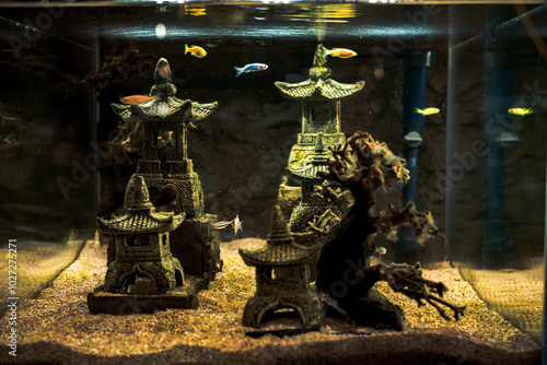 Aquarium and fishes , flora and fauna