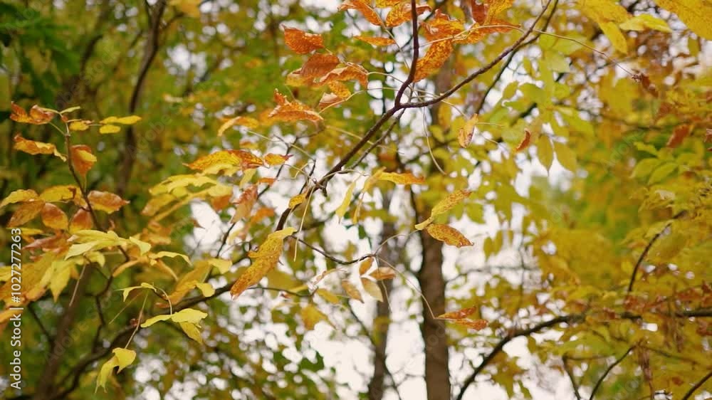 Autumn forest with yellow leaves and trees. Outdoor park atmosphere with fresh air and wild nature. Orange leaves falling from the ground Autumn forest with yellow leaves and trees. Outdoor park atmosphere with fresh air and wild nature. Orange leaves falling from the ground