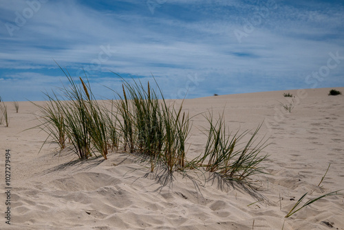 oyat sur une dune