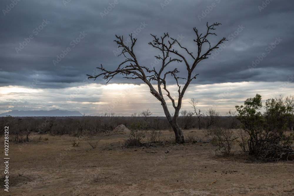 tree in the savannah, South Africa tree in the savannah, South Africa