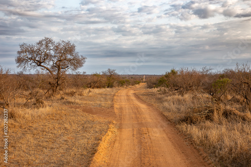 tree in the savannah, South Africa