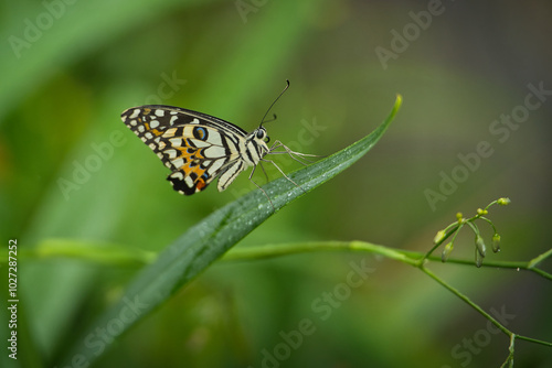 Beautiful coloured butterfly on green fern leaf, Mahe, Seychelles 