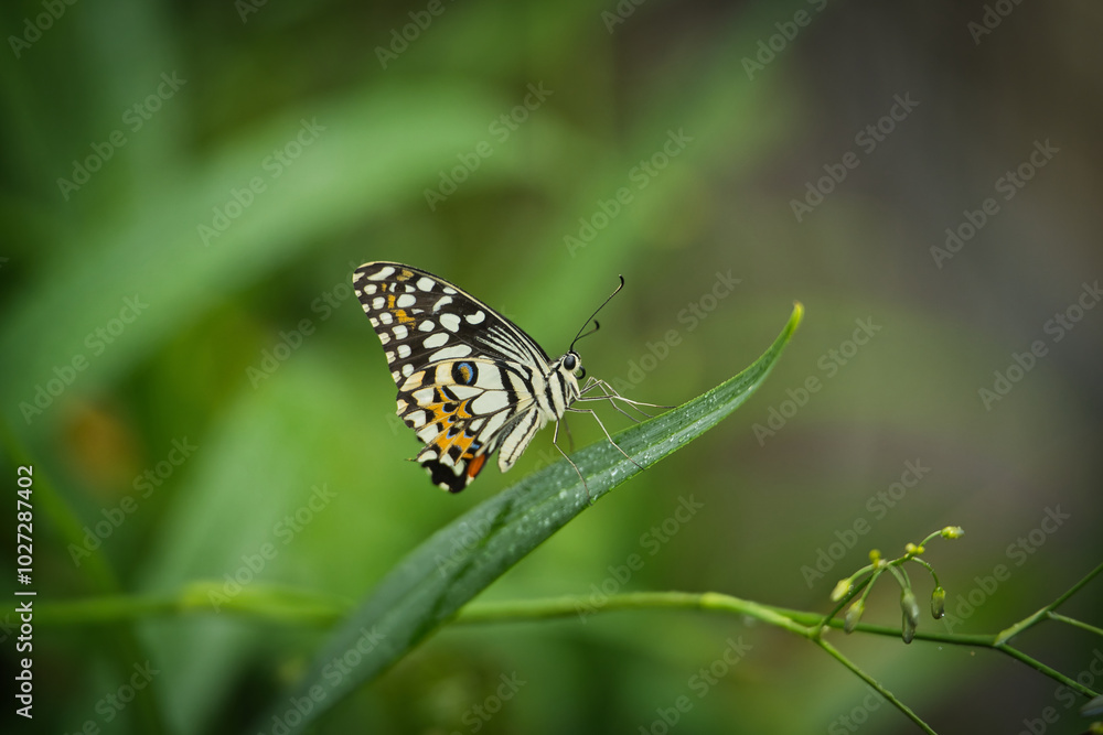 Beautiful coloured butterfly on green fern leaf, Mahe, Seychelles Beautiful coloured butterfly on green fern leaf, Mahe, Seychelles
