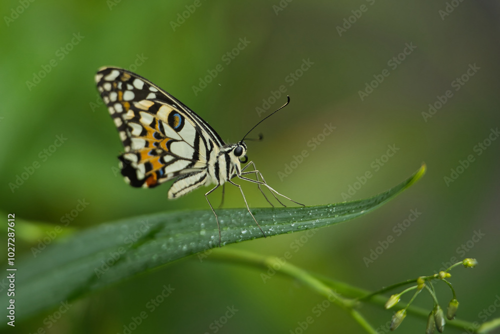 Beautiful coloured butterfly on green fern leaf, Mahe, Seychelles Beautiful coloured butterfly on green fern leaf, Mahe, Seychelles