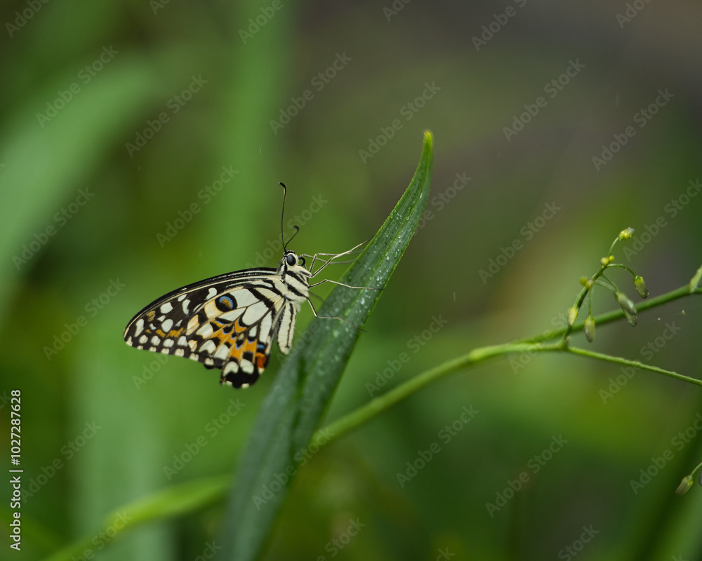 Beautiful coloured butterfly on green fern leaf, Mahe, Seychelles Beautiful coloured butterfly on green fern leaf, Mahe, Seychelles