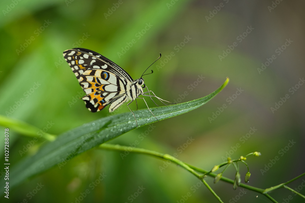 Beautiful coloured butterfly on green fern leaf, Mahe, Seychelles 