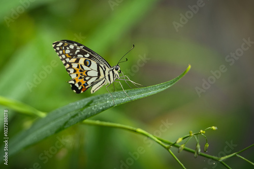 Beautiful coloured butterfly on green fern leaf, Mahe, Seychelles 