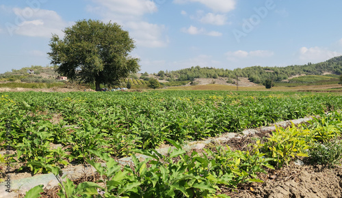 An eggplant field before the final harvest in October  photo