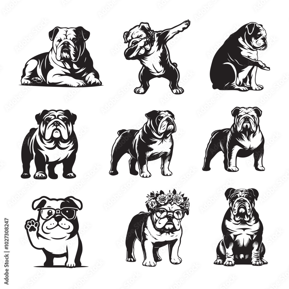 Obraz premium Collection of English Bulldog Dog vector illustration - English Bulldog Dog Different Activities Clipart Design 