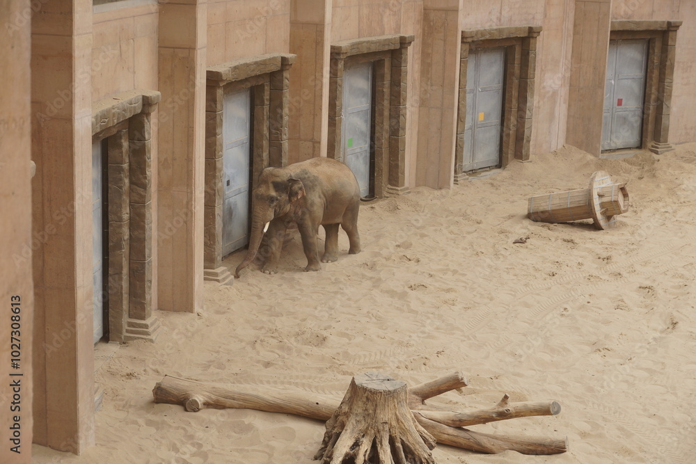 Słoń indyjski. Zoo Łódź. Orientarium.