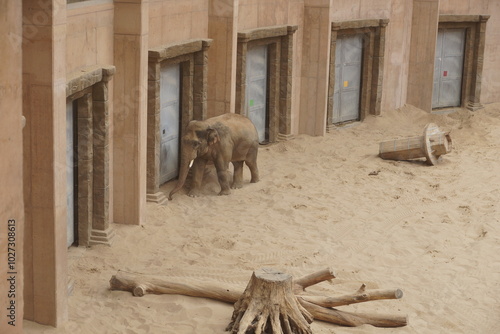 Obraz na płótnie Słoń indyjski. Zoo Łódź. Orientarium. w salonie