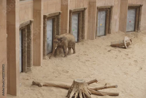 Fototapeta samoprzylepna Słoń indyjski. Zoo Łódź. Orientarium.