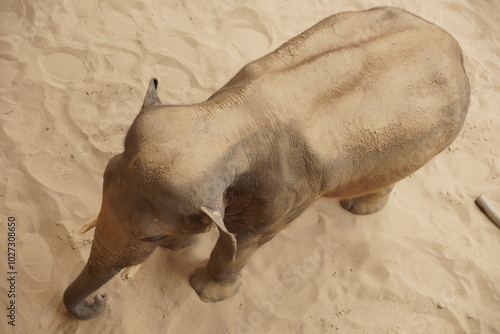 Obraz na płótnie Słoń indyjski. Zoo Łódź. Orientarium. w salonie
