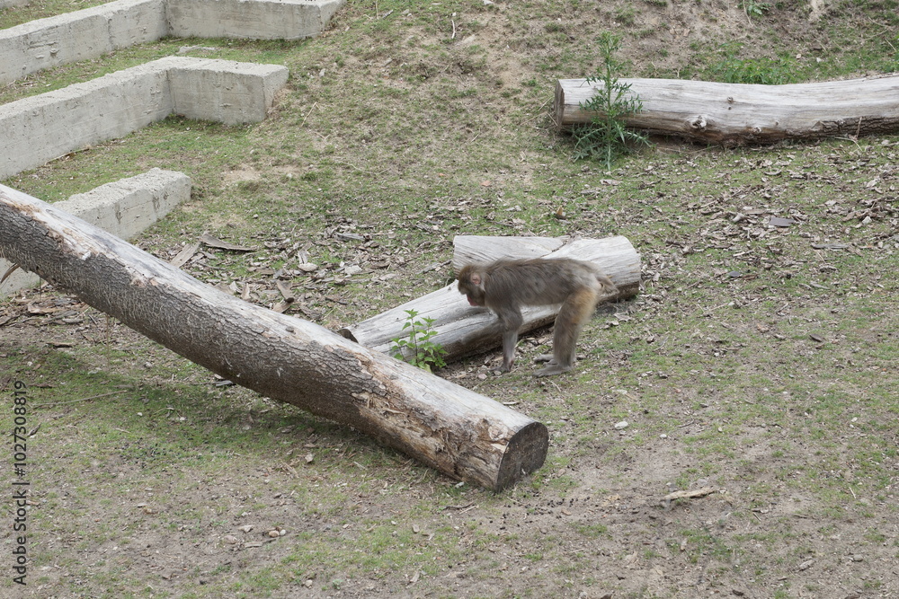 Makak japoński. Zoo Łódź. Orientarium.