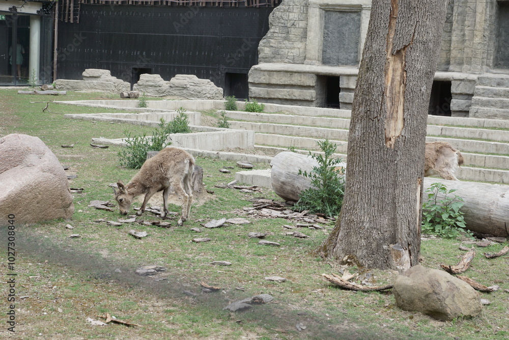 Koziorożec syberyjski. Zoo Łódź. Orientarium.