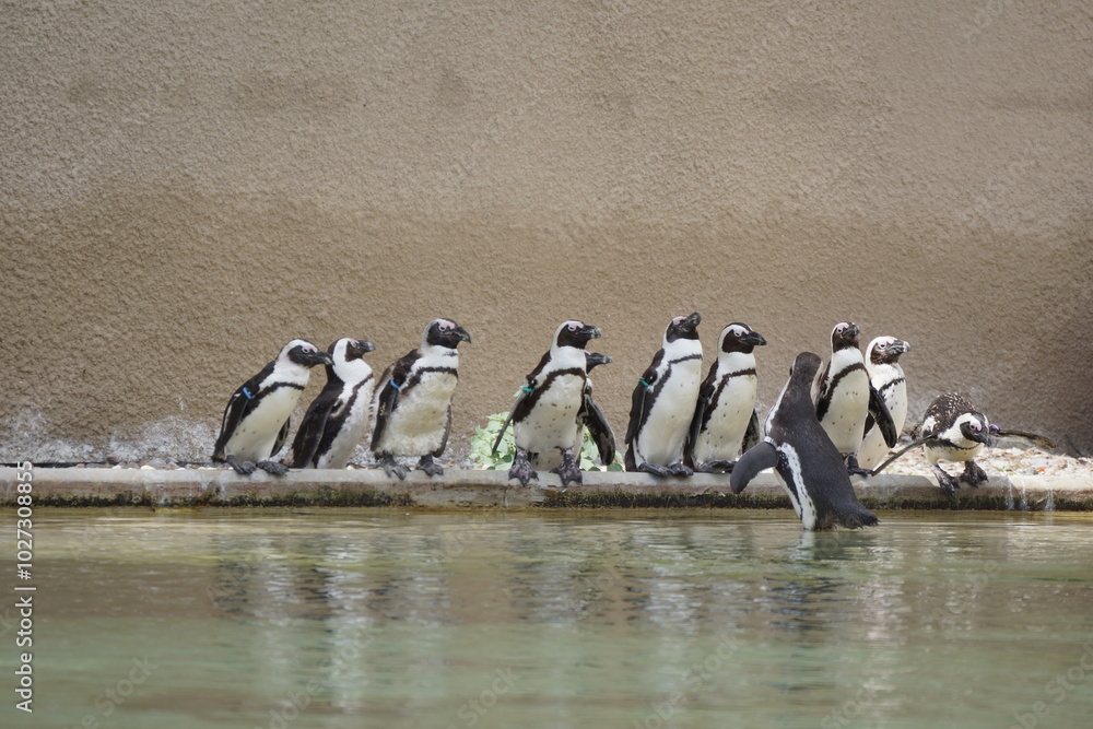 Pingwin przylądkowy. Zoo Łódź. Orientarium.