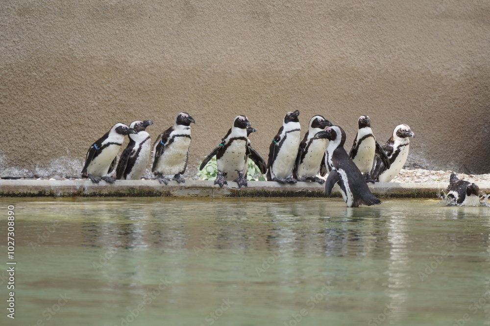 Pingwiny. Zoo w Łodzi.