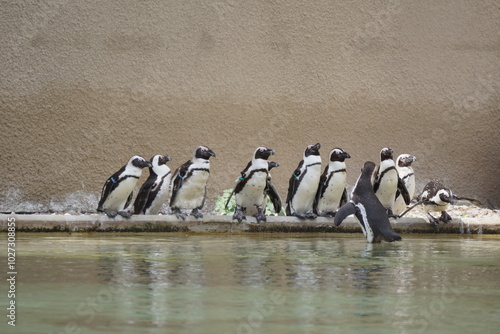 Obraz na płótnie Pingwin przylądkowy. Zoo Łódź. Orientarium. w salonie