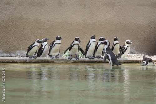 Obraz na płótnie Pingwiny. Zoo w Łodzi. w salonie