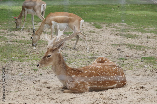 Obraz na płótnie Daniel mezopotamski. Zoo Łódź. Orientarium. w salonie