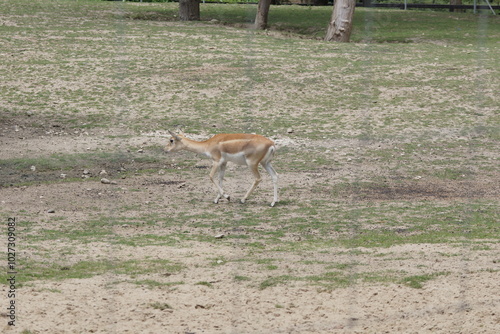 Fototapeta Naklejka Na Ścianę i Meble -  Garna. Antylopa indyjska. Zoo Łódź. Orientarium.