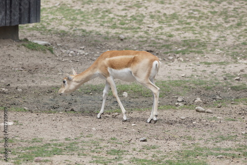 Fototapeta Naklejka Na Ścianę i Meble -  Garna. Antylopa indyjska. Zoo Łódź. Orientarium.