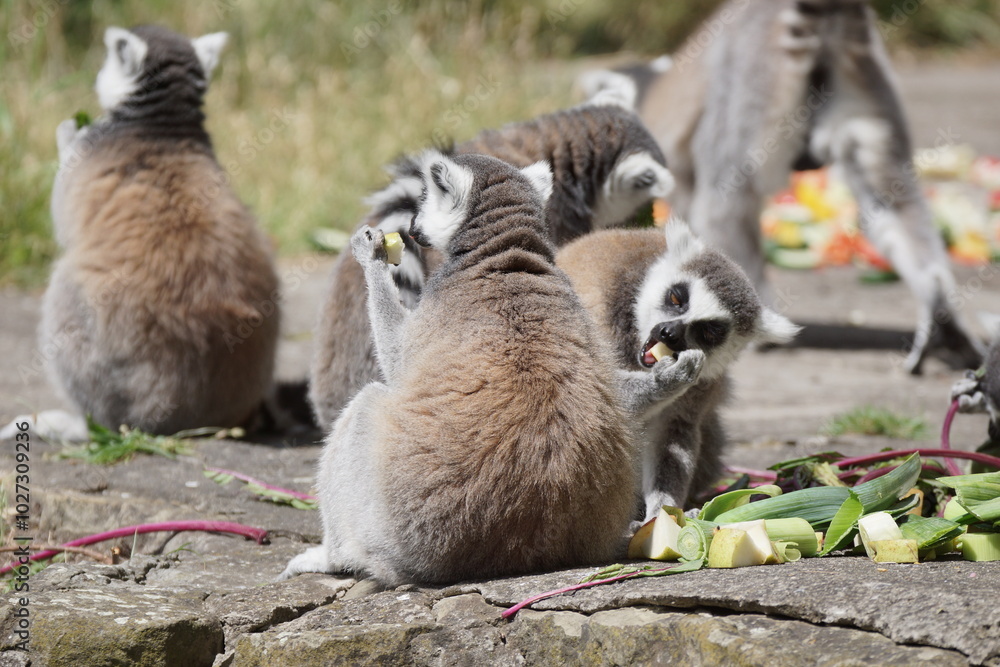 Lemur katta. Zwierzęta, ssaki. Zoo Łódź. Orientarium.