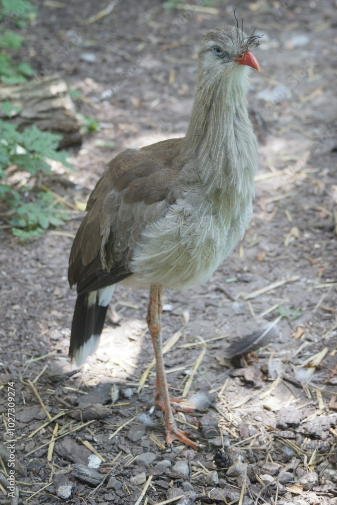 Naklejka premium Ptak. Kariama. Zoo Łódź. Orientarium.