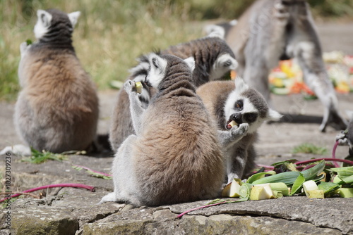 Obraz na płótnie Lemur katta. Zwierzęta, ssaki. Zoo Łódź. Orientarium. w salonie
